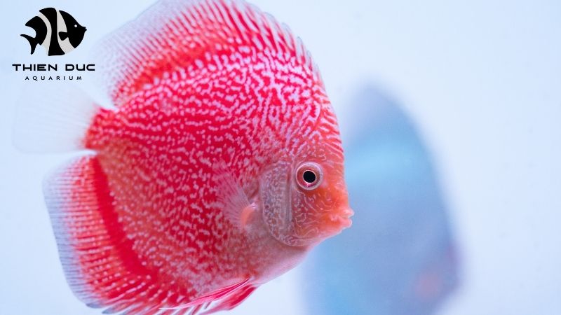 Discus fish breeding