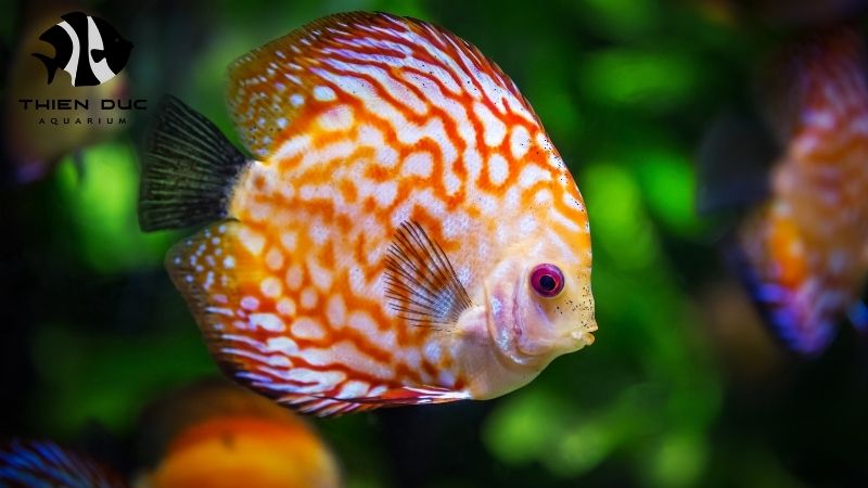 Discus fish farm