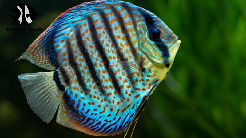 Discus fish farm