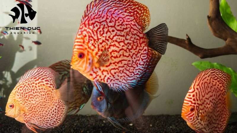 discus fish health