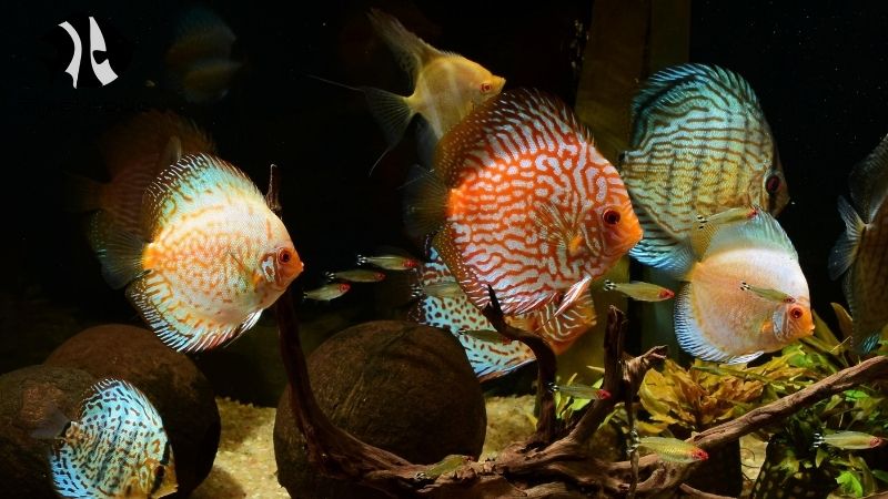 Discus fish shipping