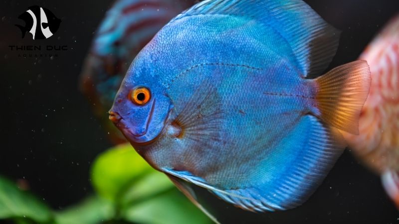 Discus Fish Sizes