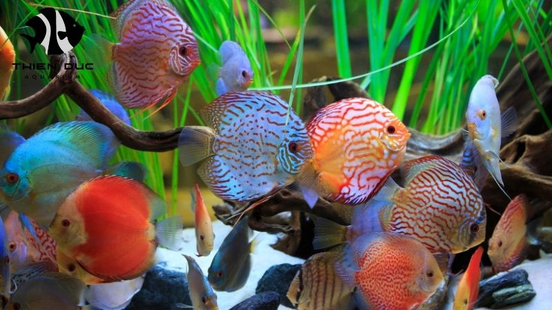 Discus Fish Sizes