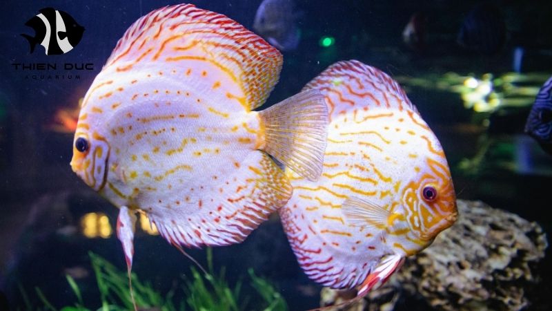 Discus fish wholesale price