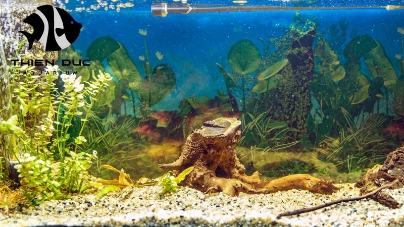 driftwood types for fish tanks