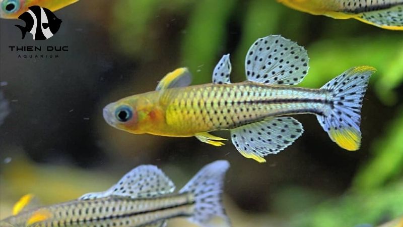 Dropshipping Aquarium Fish