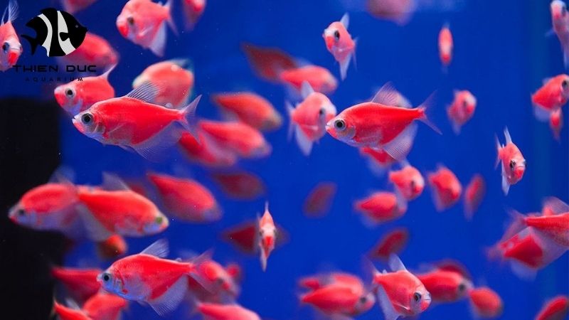 Exclusive fish species Vietnam
