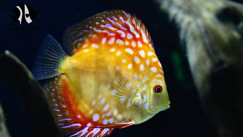 Export documents fish