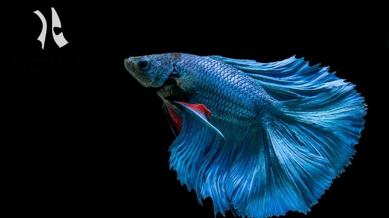 Fancy betta fish bulk
