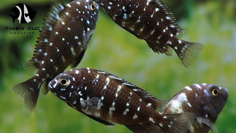 Fish disease prevention