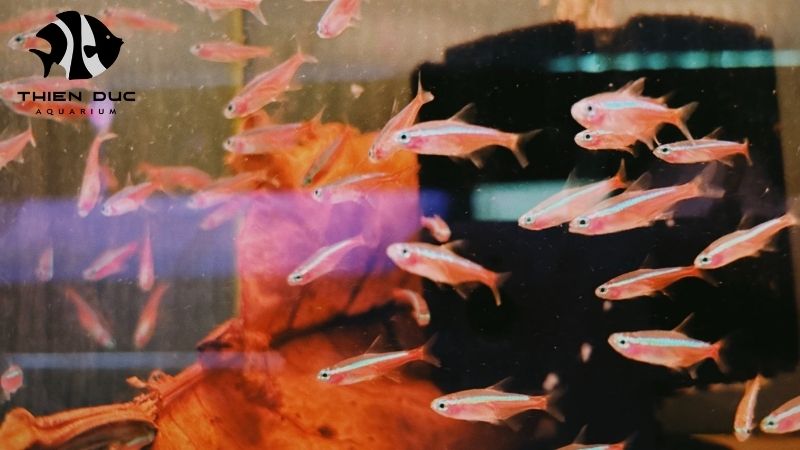 fish species for biotope aquarium 