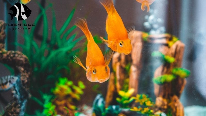 fish species for biotope aquarium 
