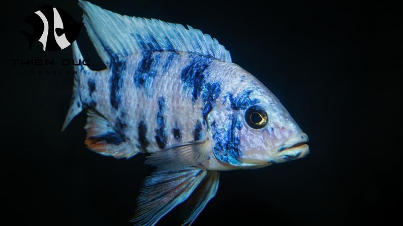 Flowerhorn cichlid breeder