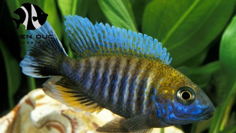 Flowerhorn cichlid breeder