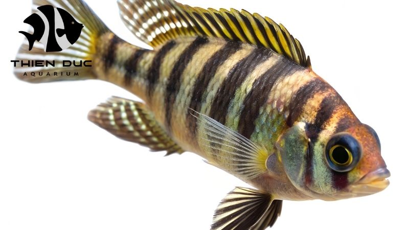 Flowerhorn cichlid breeder