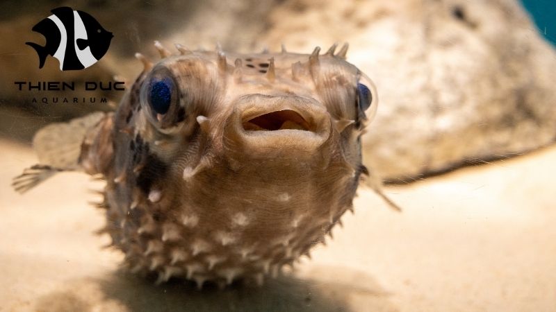 freshwater puffer fish
