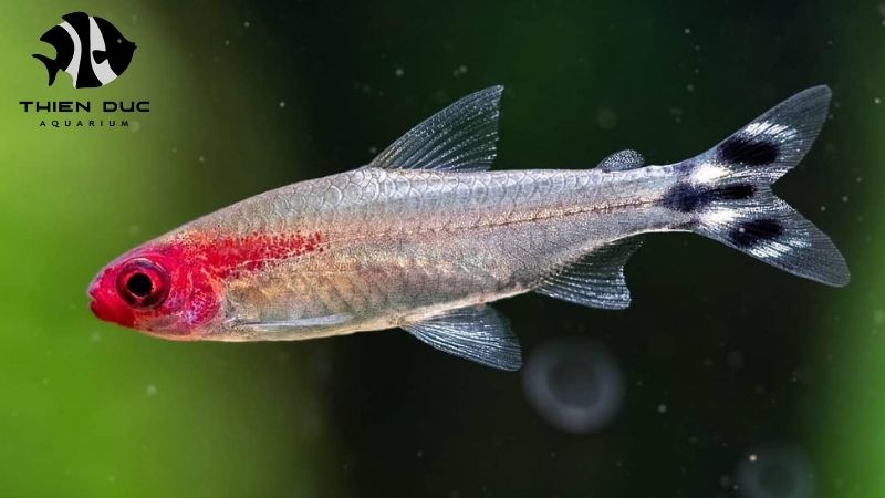 GlobalGAP fish farming