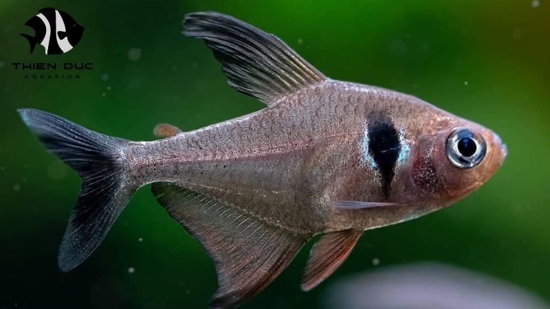 GlobalGAP fish farming