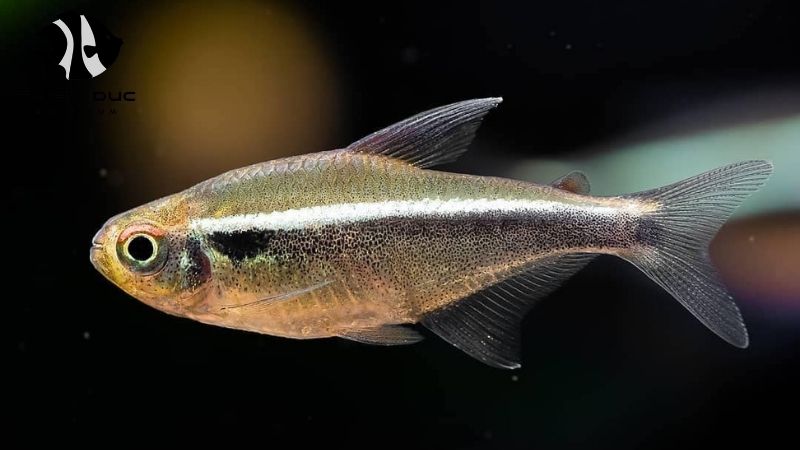 GlobalGAP fish farming