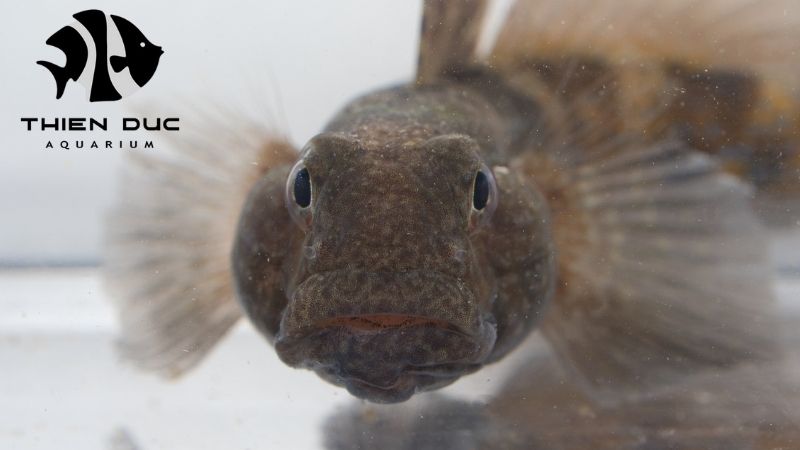 Goby fish species Vietnam