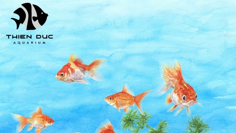 Goldfish Import