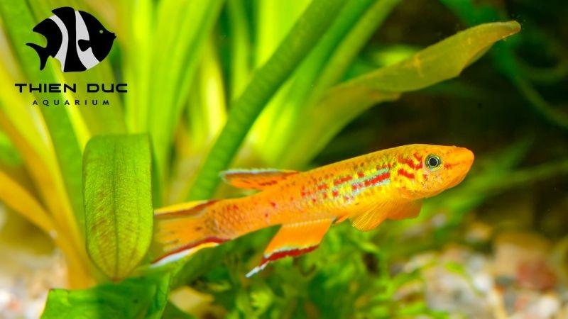Killifish wholesale Vietnam