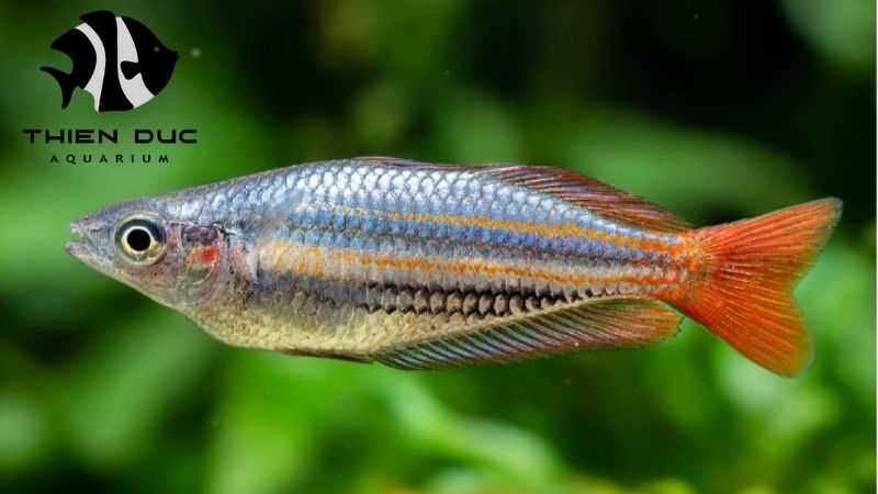 Live aquarium fish import