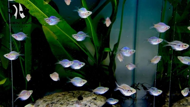 Live fish stock availability