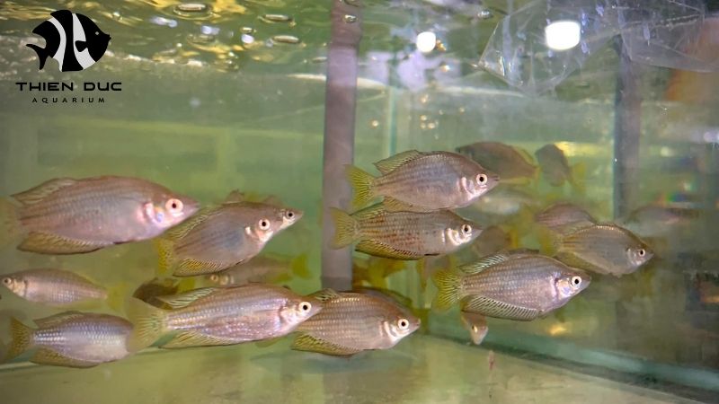 Live fish stock availability