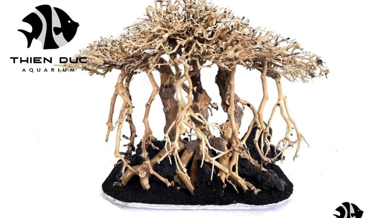 Manzanita driftwood for aquarium