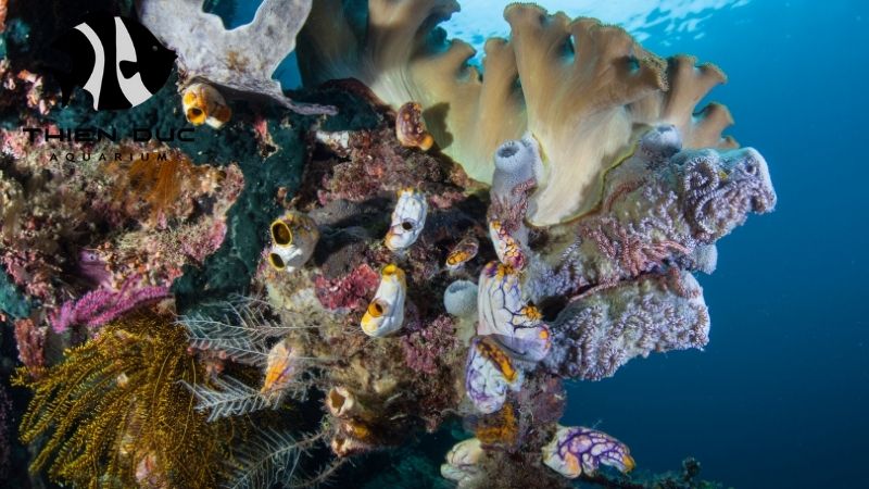 Marine invertebrate wholesaler