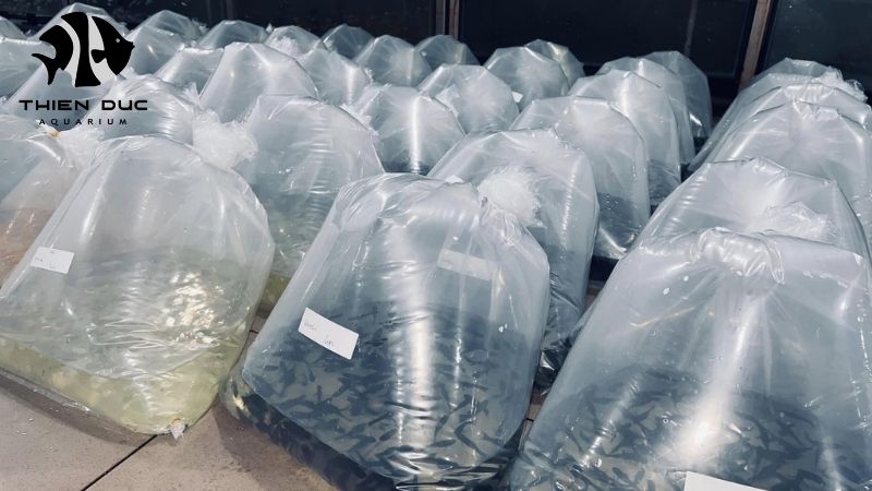 Mixed shipment live fish: Combine species with ease