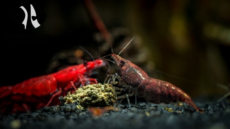 Neocaridina shrimp supplier
