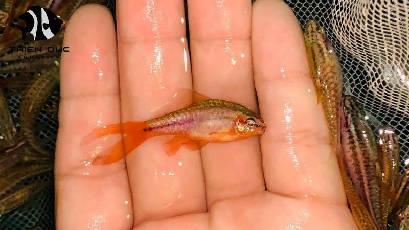 new fish species for import