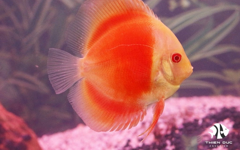 ornamental fish farming for export