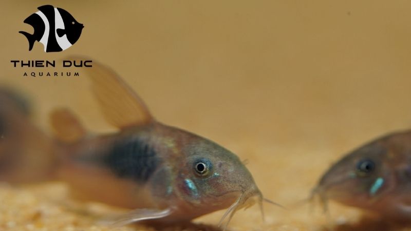 Ornamental fish Vietnam