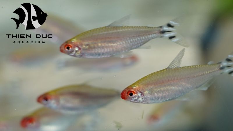 Ornamental fish Vietnam