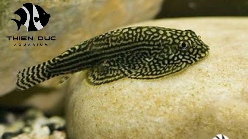 Ornamental fish Vietnam