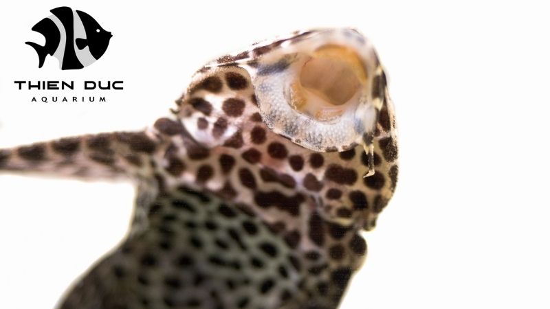 Pleco fish for sale
