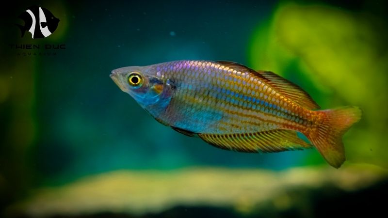 Quality guarantee live fish
