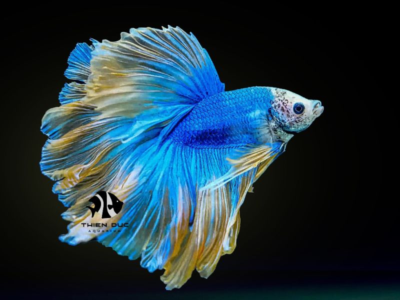rare aquarium fish exporters