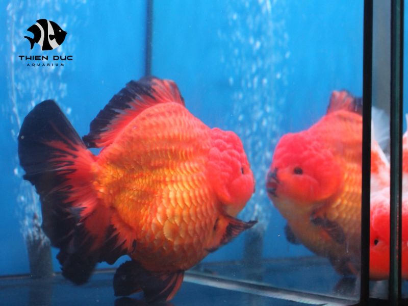 rare fish export