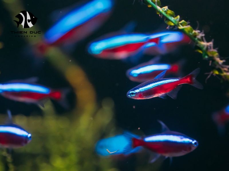 rare fish export