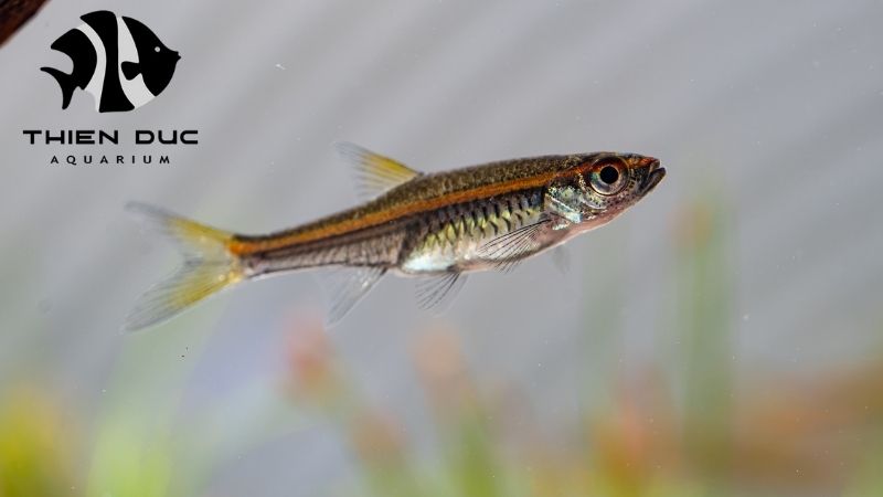 Rasbora fish bulk