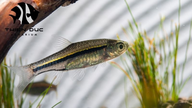 Rasbora fish bulk