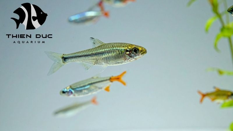 Rasbora fish bulk