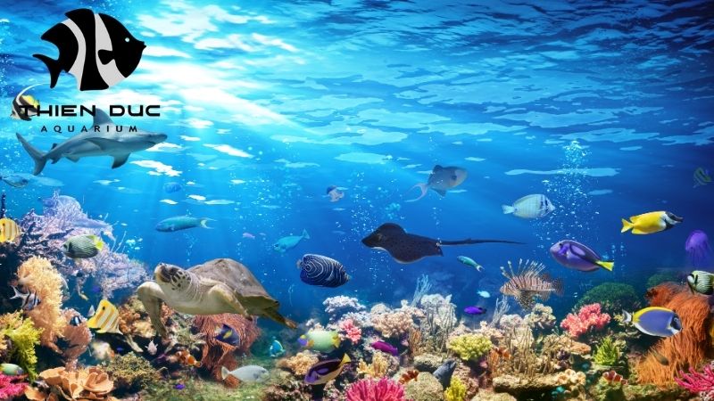 Reef fish supplier