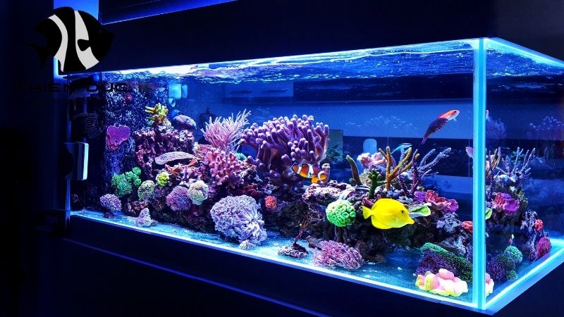 Reef fish supplier