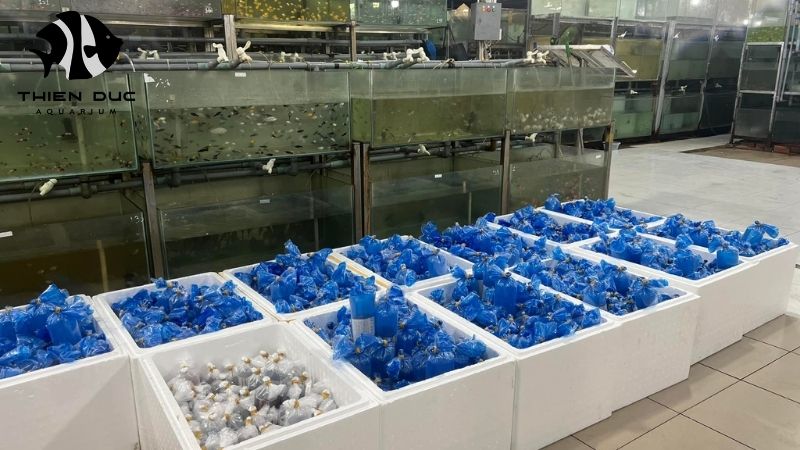 Safe transport live fish