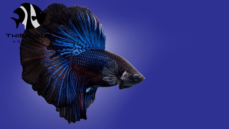 Siamese fighting fish wholesale